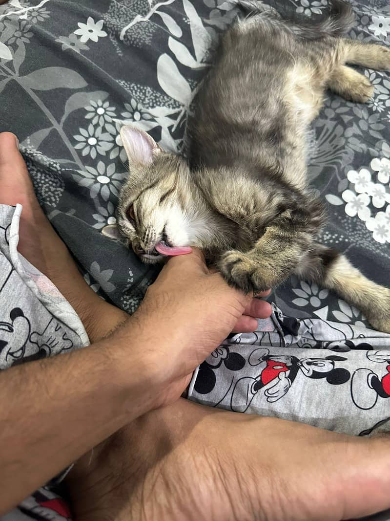 kitten 1