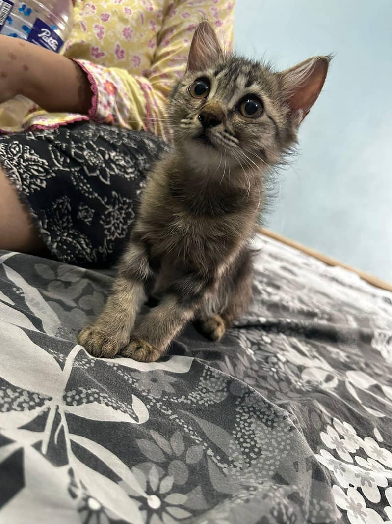 kitten 2