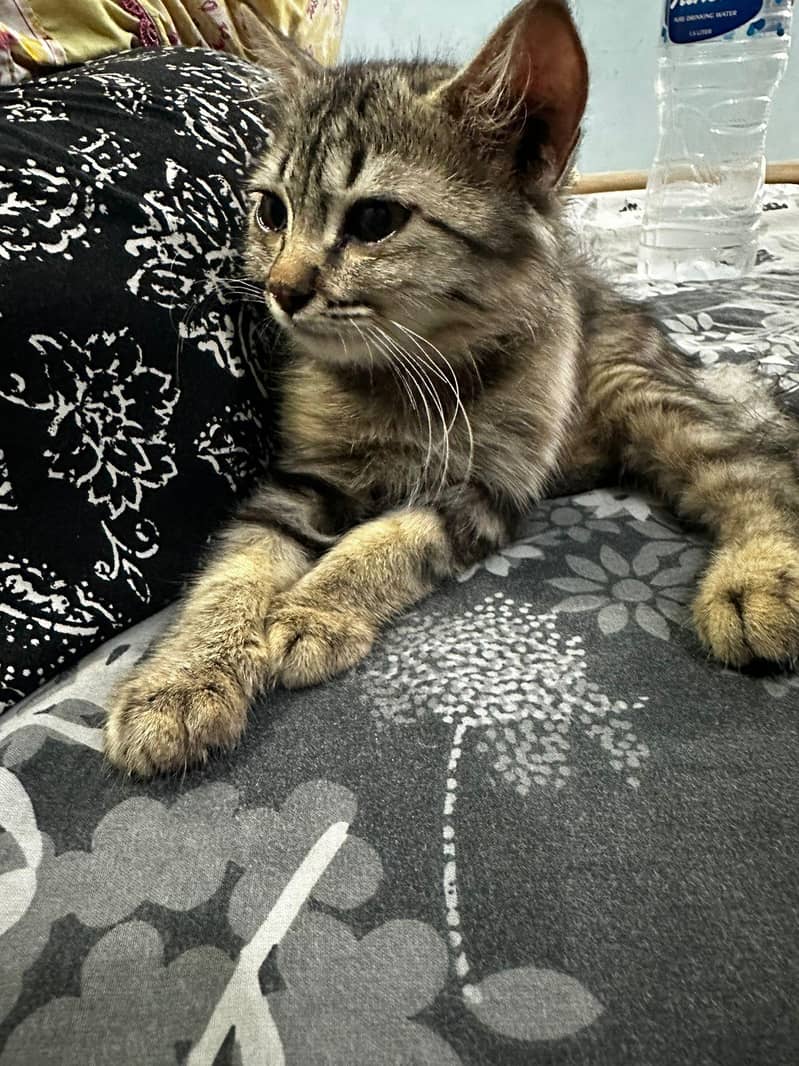 kitten 3