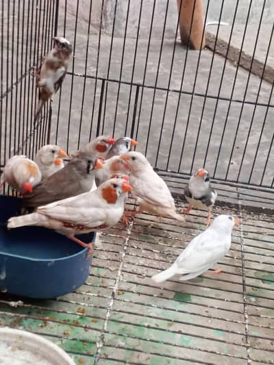 fancy florida finches motion  03352584871
