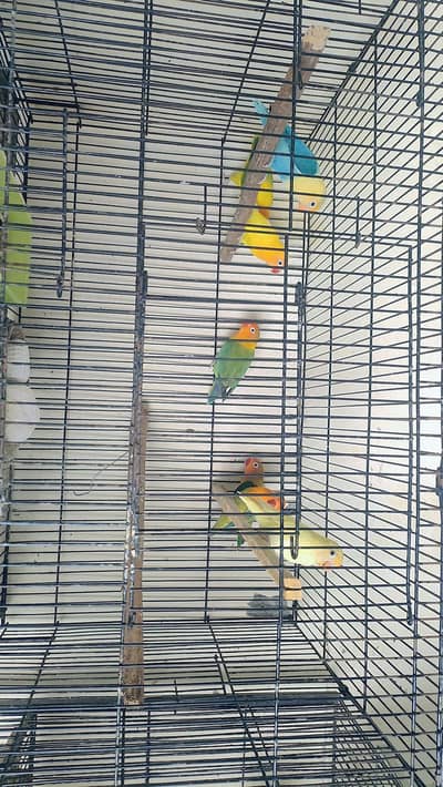 Love Birds for sale