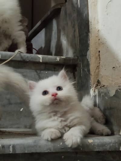 Persian kittens, Double coat, Punch face