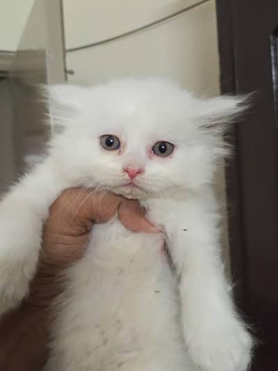 Persian kittens, Double coat, Punch face