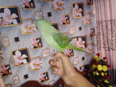 Taking parrot