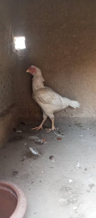 Paper white Hira aseel egg laying hens for sale  03284316009