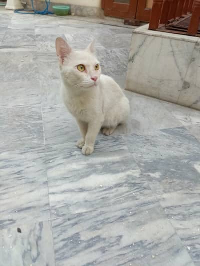 Persian Male Cat & 2 kittens