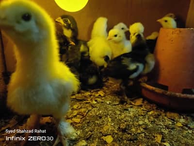 barhama sultan fancy chiks