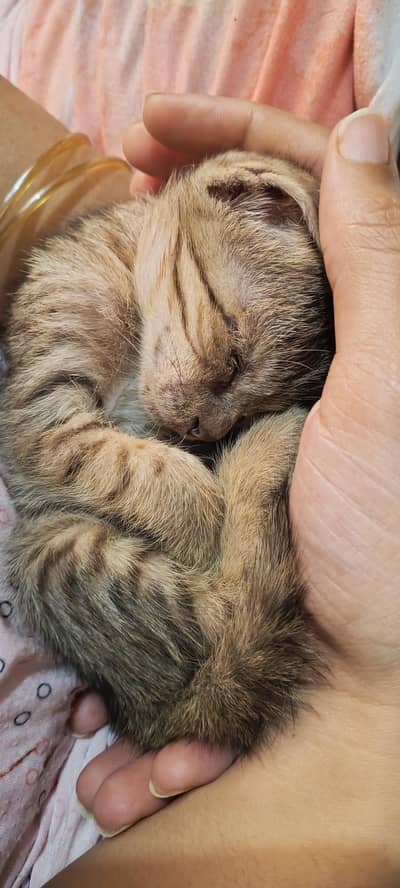 cute kitten