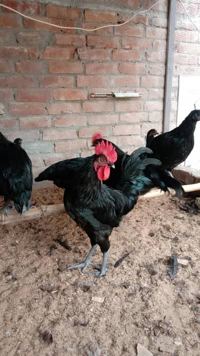 Australorp hens
