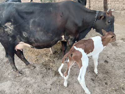 Milking Cow for sale with its calve