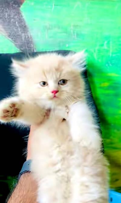 Persian cat's vaccinated  healthy active/WhatsApp 03316360929