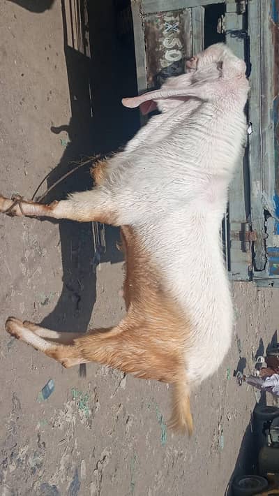 rajanpuri breeder