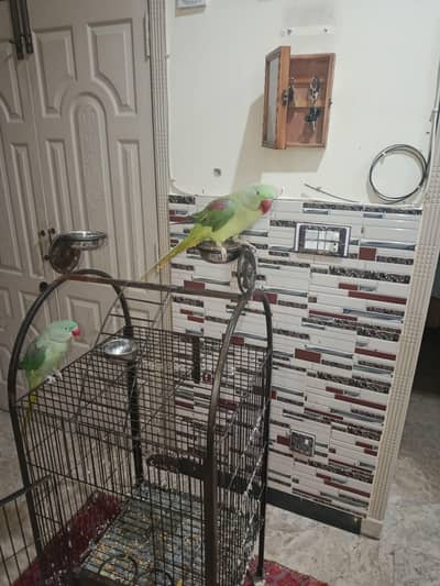 Kashmiri Raw Parrots