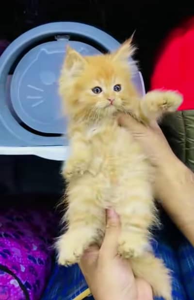 pure Persian cats vaccinated triple coated/WhatsApp 03316360929