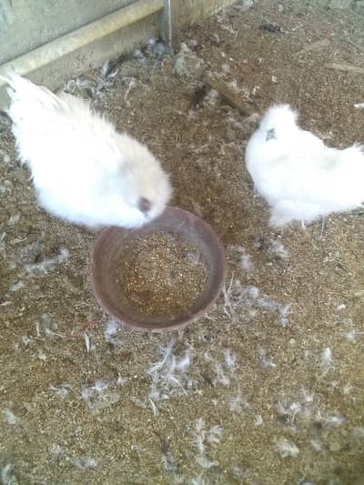 Silki hens pair
