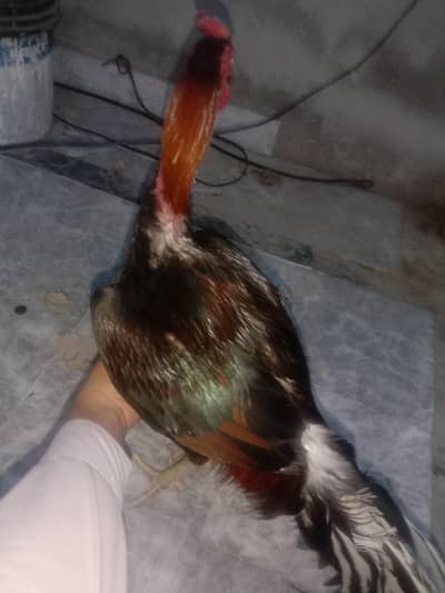 Pure Aseel chicken Mianwali Murgha for Sale – Strong & Healthy