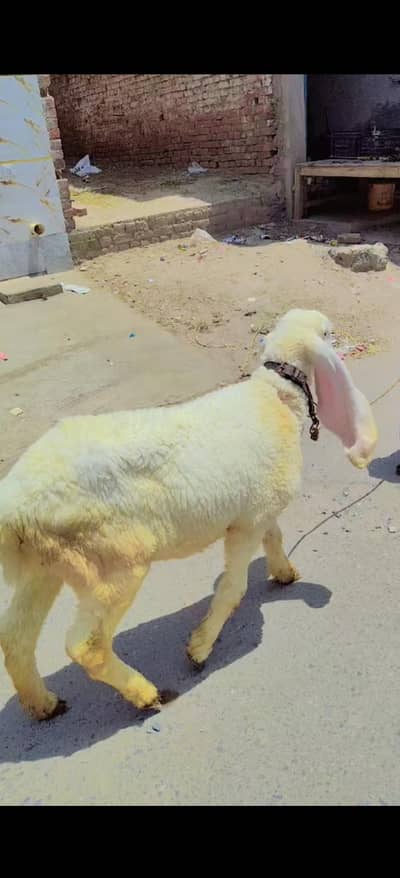 sheep for sale ( kajli)