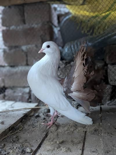 Brown Tail ,  Black tail