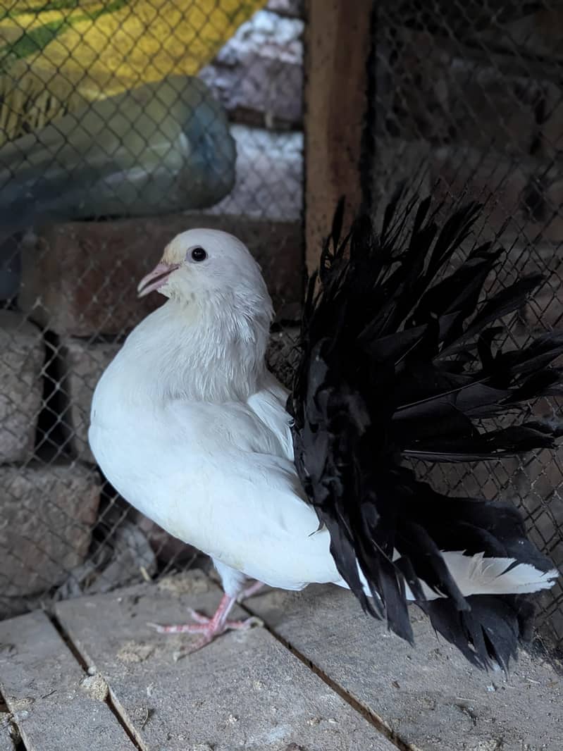 Black tail 1