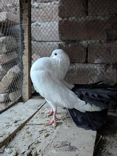 Black tail