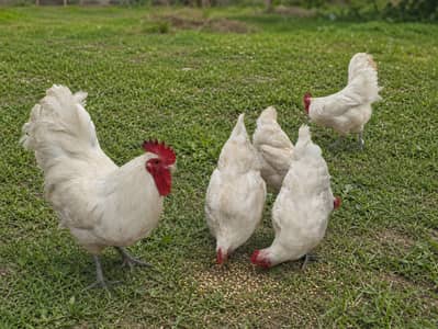 White Heritage Australorp Breeders for Sale [Urgent]