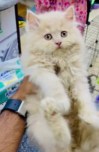 pure Persian cats vaccinated triple coated/WhatsApp 03316360929