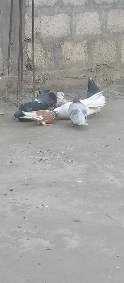 pigeon for sale 3 pair