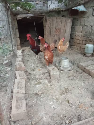 golden hen's