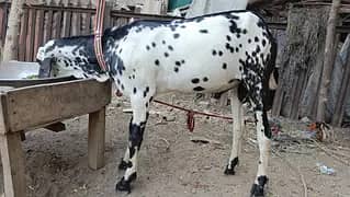 Khubsurat bakra for sale