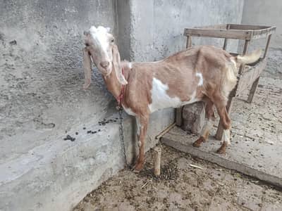 Goat for sale