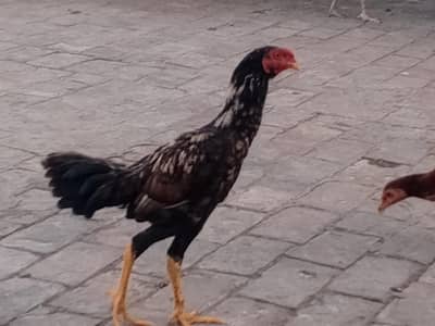 Lasani and Mianwali Aseel for sale
