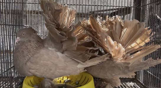 All breeder pairs are available American pair 7000 Yellow Mukhi Pair