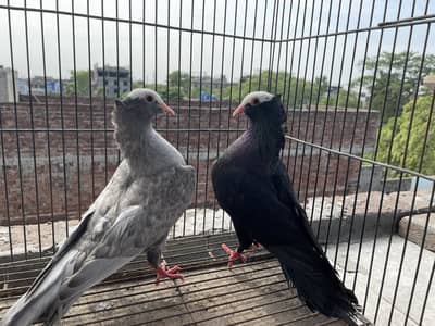 Breeder pair for sale