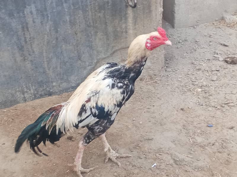 Murga 1