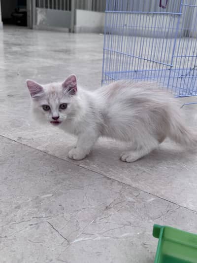 Persian 2 cats jore