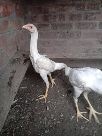 Sale Exchange Shamo Female/ Dragon and Thai Chicks and Burmi Chicks