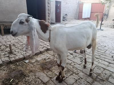 Desi Bakre