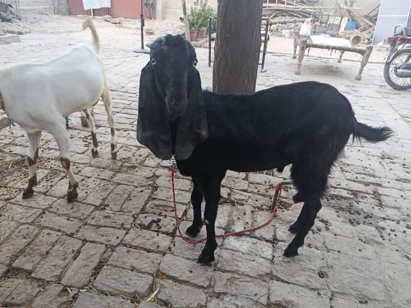 Desi Bakre 1