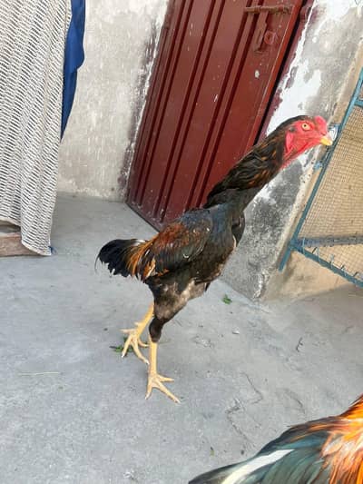 shamo murga