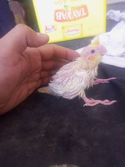 cocktail chick coman White red eyes