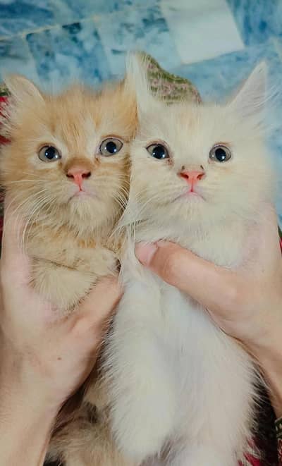 Perciqn Triple Coat Bule Eyed Bicolor
