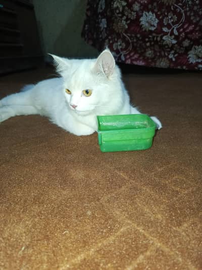 Persian kitten | Triple coat | Doll face kittens for Sale