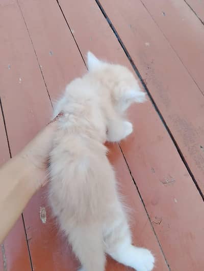 Fluffy White Kitten with Blue Eyes