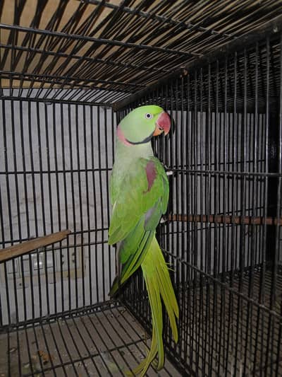 Raw male for sale Bolta ha hand tamed tha