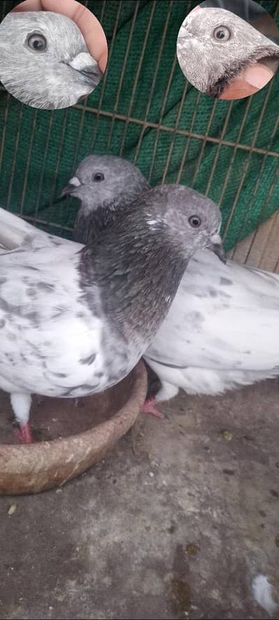 pigeon