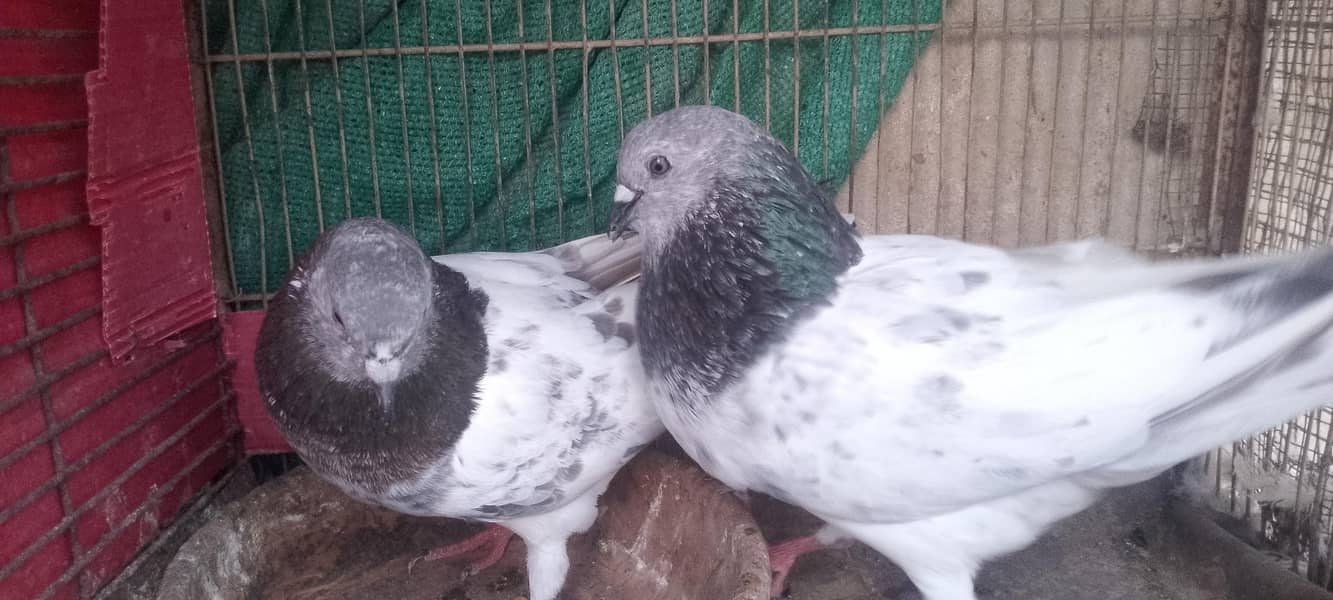 pigeon 3