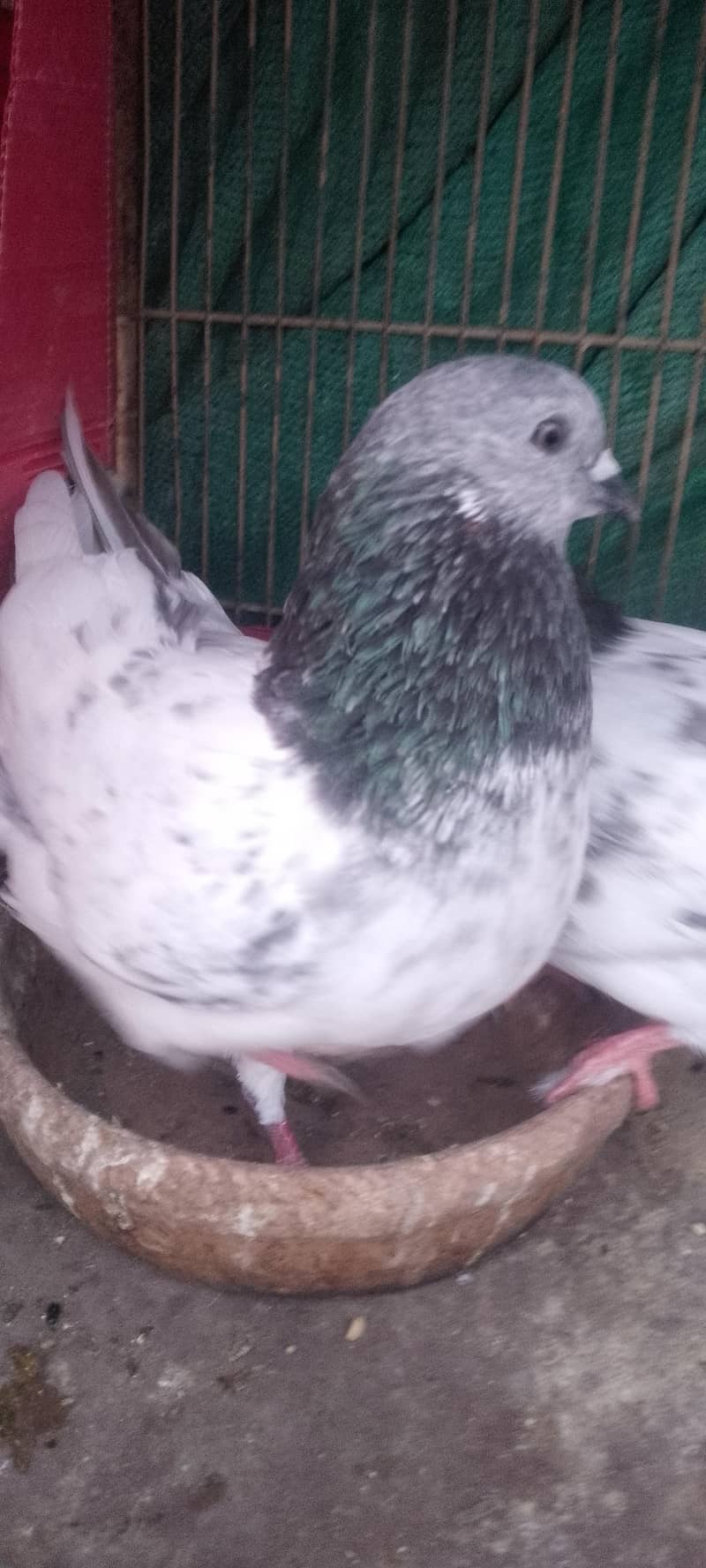 pigeon 4
