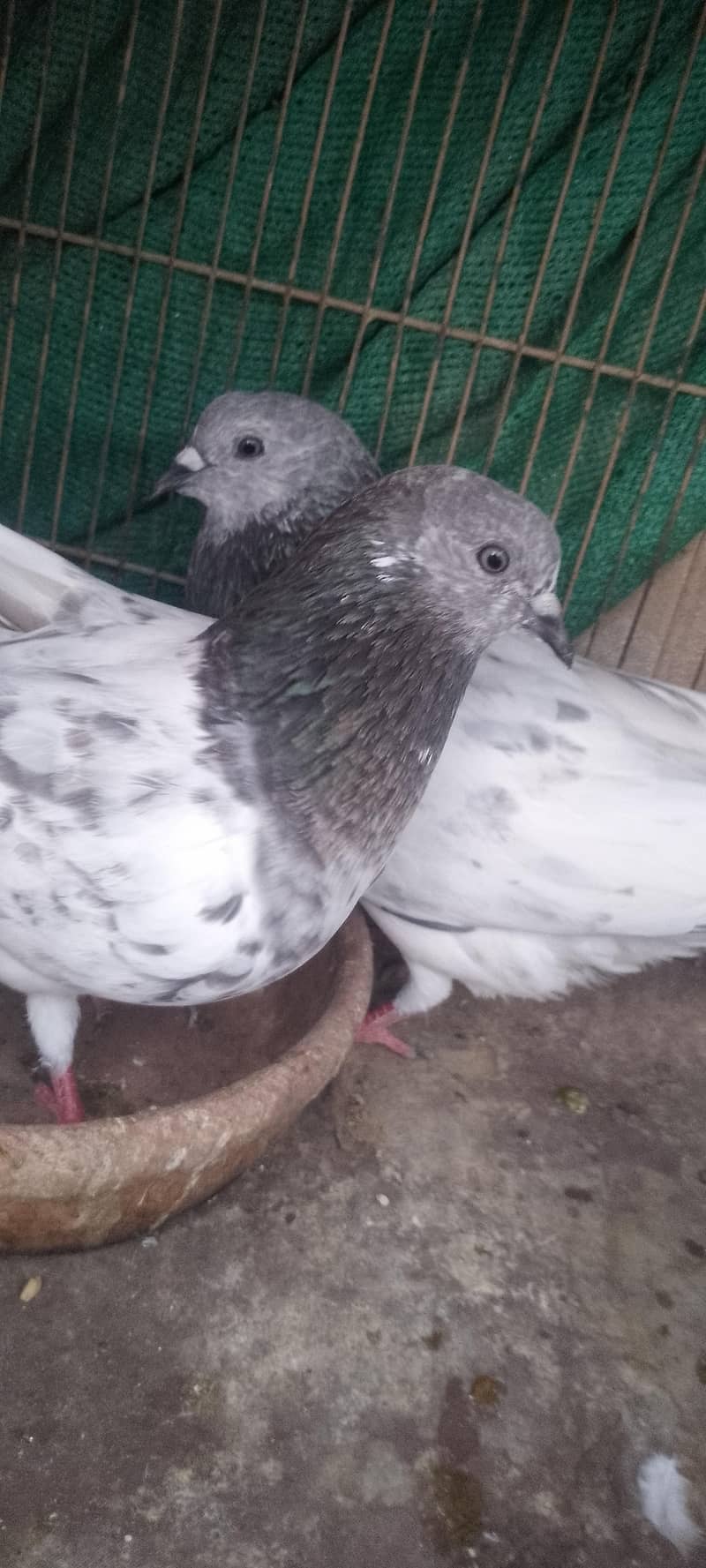 pigeon 5