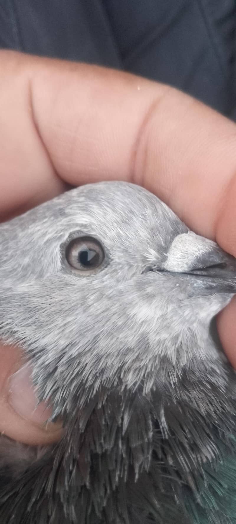 pigeon 6