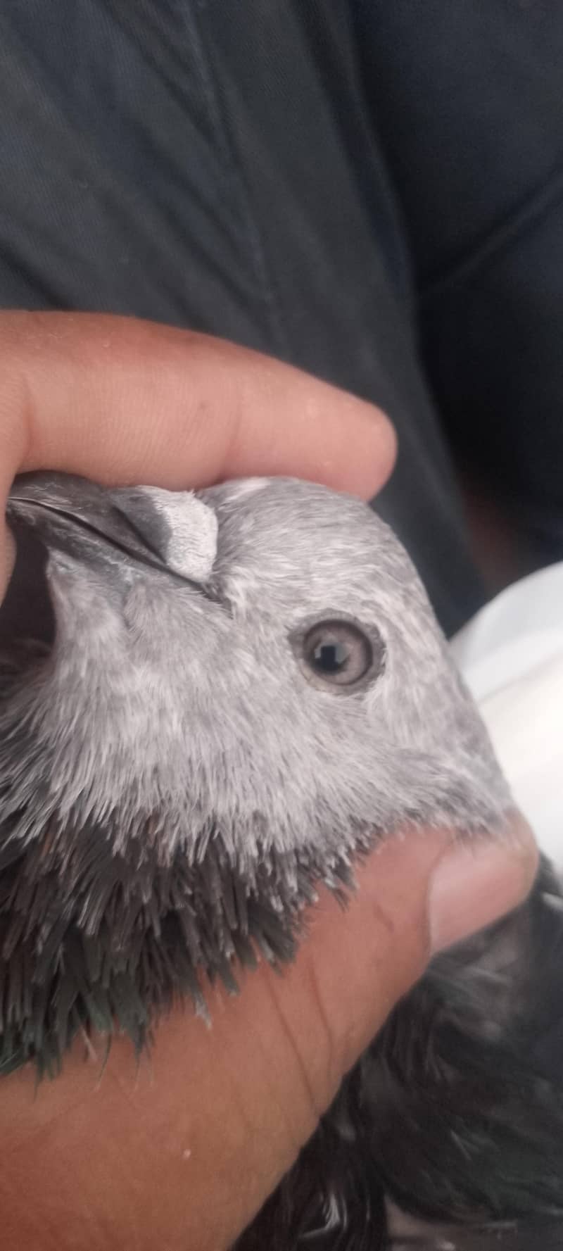 pigeon 7